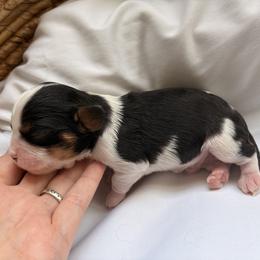 Bud - Tri-color male Cavalier King Charles Spaniel puppy in Katy, Texas from True Heart Cavaliers llc
