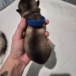 (Astro)naut - Tri-color male Pomsky puppy in Valparaiso, Indiana from Valparaiso Pomskys