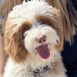 May Belle - Australian Labradoodle