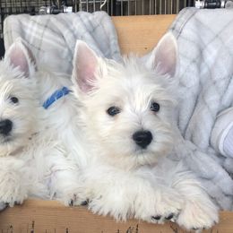 West Highland White Terrier Puppies from Twin Oaks Westies