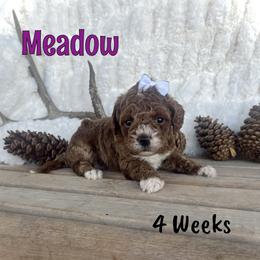 Meadow - Red  female Goldendoodle puppy in Runaway Bay, Texas from Green Ranch Doodles
