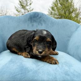 Aiden - Phantom male Bernedoodle puppy in Wamego, Kansas from Doodles of Oz