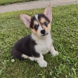 Girl 2 - Black and tan female Pembroke Welsh Corgi puppy in Northwood, Iowa from Sorrel Sands Corgis