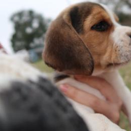 Beagle and Cavalier King Charles Spaniel Puppies from Kuehlers Kavaliers