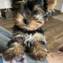 Yorkshire Terrier Puppies from Rosenthal Yorkies