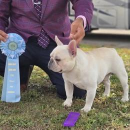 Banjo - French Bulldog