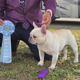 Banjo - French Bulldog