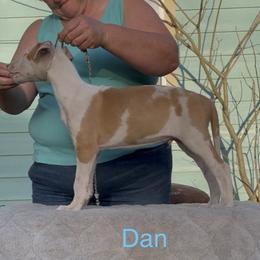 Boy 5 - Red and white male Ibizan Hound puppy in Oklahoma from Nevaeh Ibizan Hounds