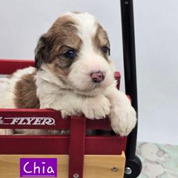 Chia - Sable female Bernedoodle puppy in Neillsville, Wisconsin from Granton Creek