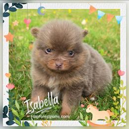 Isabella - Chocolate and tan female Pomeranian puppy in Eatonville, Washington from Foxy Forest Poms