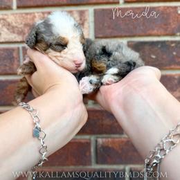 Merida - Blue merle female Bernedoodle puppy in Owasso, Oklahoma from Kallams Bernedoodles & Bernese Mountain Dogs