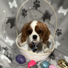 Cavalier King Charles Spaniels from Royal Heirs