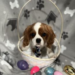 Cavalier King Charles Spaniels from Royal Heirs