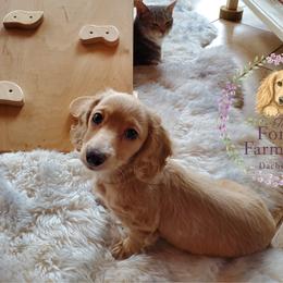Dachshund Puppies from Forest Farmstead Dachshunds