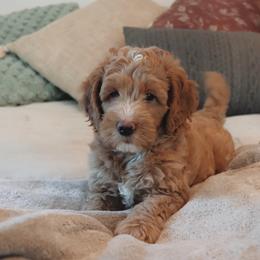 Goldendoodle Puppies from Cedarcrest Goldendoodles