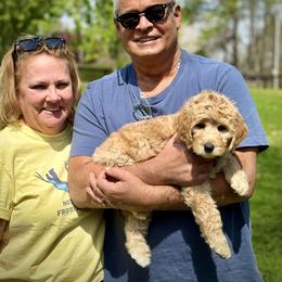 Miss Turquoise - Apricot female Australian Labradoodle puppy in Wake Forest, North Carolina from Lucky Country Labradoodles
