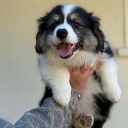 Stitch - Black and tan male Pembroke Welsh Corgi puppy in Vacaville, California from Hope_4thebay_Corgis