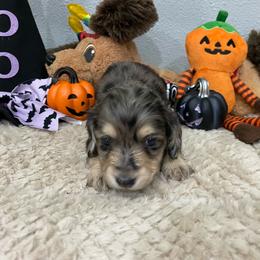 Rose     Pet only - Dapple female Dachshund puppy in Bullard, Texas from Mimidachs of Texas