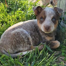 Nova - Red speckled female Australian Cattle Dog puppy in Monett, Missouri from Rain Tree Ranch Australian Cattle Dogs