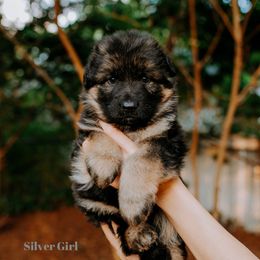 Silver Girl - German Shepherd puppy in Grand Rapids, Michigan from Von Willow German Shepherds