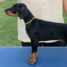 Doberman Pinschers and Shih Tzus from Macaco’s