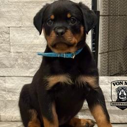 Rottweiler puppies from Von MK Rottweilers