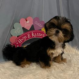 Titus - Black and tan male Shih Tzu puppy in Tenino, Washington from Fantasy Realm Shih Tzus