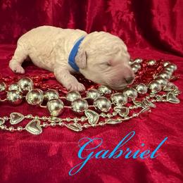 Gabriel - White male Poodle puppy in Port Orange, Florida from Daytona’s Standard Poodles