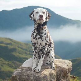 Davina - White and liver brown female Dalmatian puppy in Liverpool, Pennsylvania from Destination Dalmatian