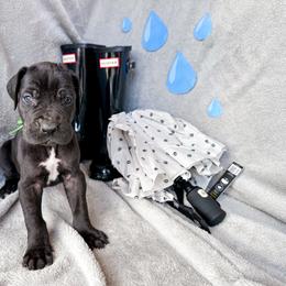 Tairn - Blue and white male Great Dane puppy in Climax, Michigan from Beaver Creek Danes