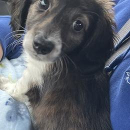Dachshund Puppies from Hobby Horse Homestead