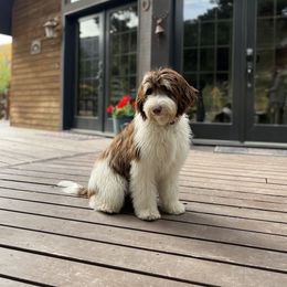 Penina - Goldendoodle