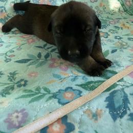 Banzai - Sable male Working Dog Cross puppy in Sheridan, Arkansas from Dark Sky Kennels