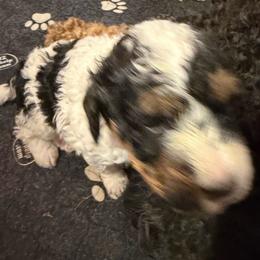Bessy - Parti female Assorted Doodle Crosses puppy in Bedford, Pennsylvania from Dans Doodlez