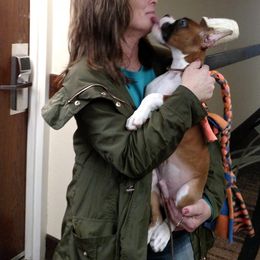 Boxer Puppies from Donna Schafer