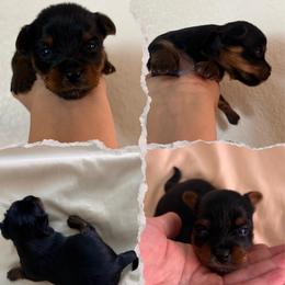 Autumn (Grey collar) - Black and tan female Yorkshire Terrier puppy in Riverbank, California from Yorkie_Wonderland and Stud Services