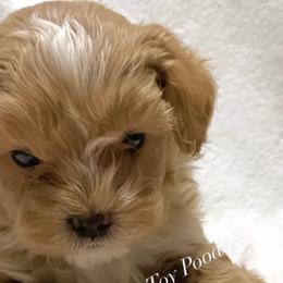 Companion Crosses, Maltese, Maltipoos, and Poodles from GlamPaw Maltipoos