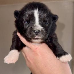 Ailsa - Black tri female Miniature Australian Shepherd puppy in Patterson, North Carolina from DreamLine Aussies