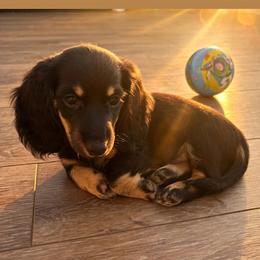 Roxy - Black and cream female Dachshund puppy in Sarasota, Florida from Leah’s Suncoast Doxies