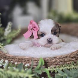 Clover - Brindle and white female Shih Tzu puppy in Hartville, Missouri from Petty Paws