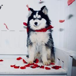 Rocky - Black and white male Pomsky puppy in Murfreesboro, Tennessee from Middle Tennessee Pomskies