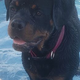 "Mona Lisa" Rottweiler All Grown Up from Vom Haus Jonas Rottweilers