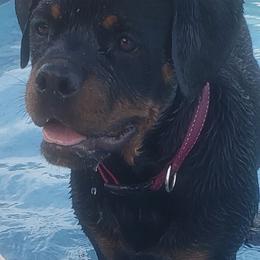 "Mona Lisa" Rottweiler All Grown Up from Vom Haus Jonas Rottweilers