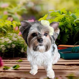 Demi - Biewer Terrier