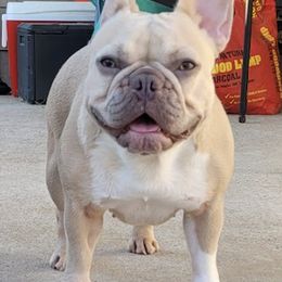 French Bulldogs from Texas Majestic Frenchies