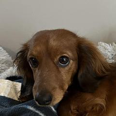Dachshunds from McDermott’s Minis