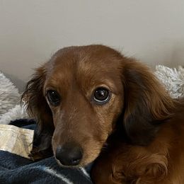 Dachshunds from McDermott’s Minis