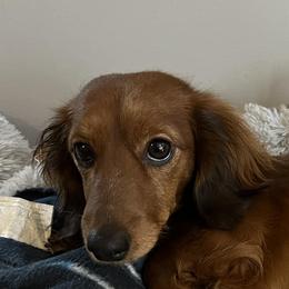 Dachshunds from McDermott’s Minis