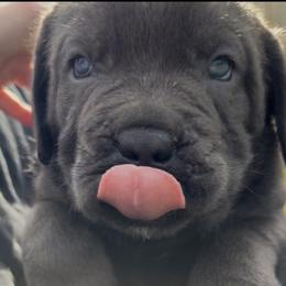 Cane Corso Puppies from Venom Cane Corsos