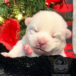 Olaf - White Pomsky puppy in Greeley, Colorado from Monarch Pomskies | Northern Colorado